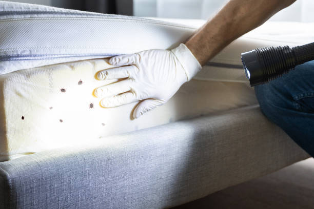Best Pest Prevention Services  in Montebello, NY