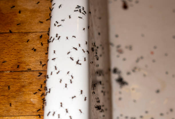 Best Ant Control Services  in Montebello, NY