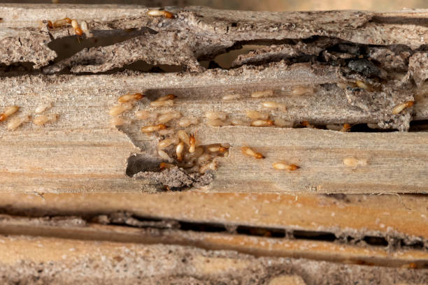 Best Mosquito Control Services  in Montebello, NY